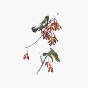 Shop Secondary Image